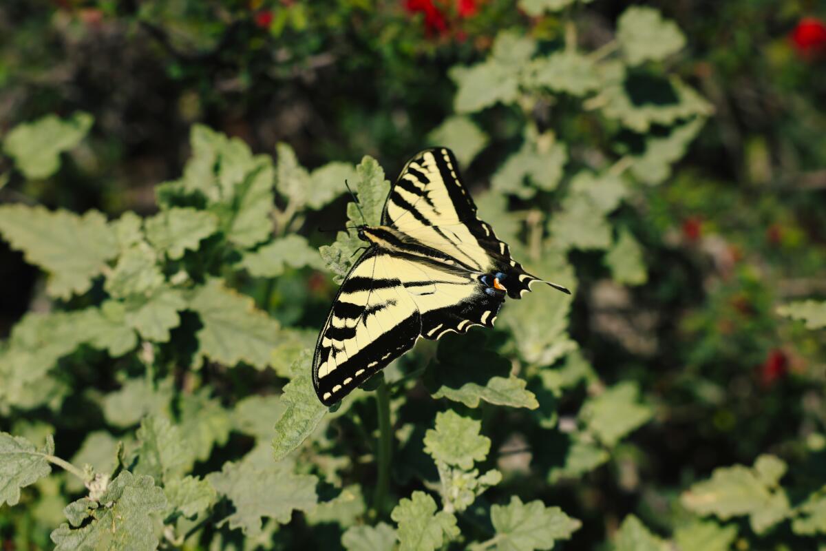 A swallowtail butterfly rests on apricot mallow at Prisk Native Plant Garden in Long Beach.