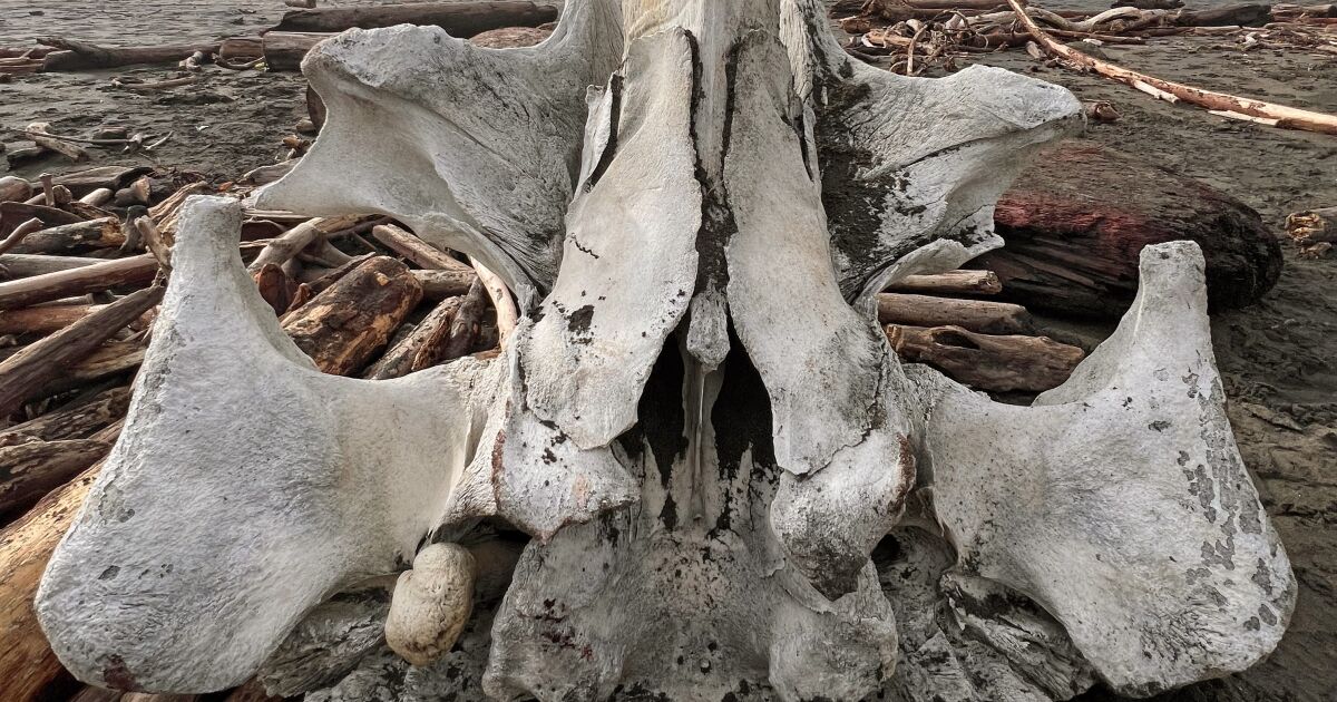 This large, strange bone washed up on a San Francisco beach
