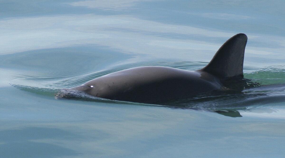  una vaquita marina en el Golfo de California. (Paula Olson/NOAA vía AP/ Archivo)