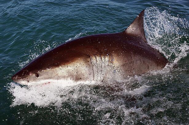 Gansbaai, South Africa