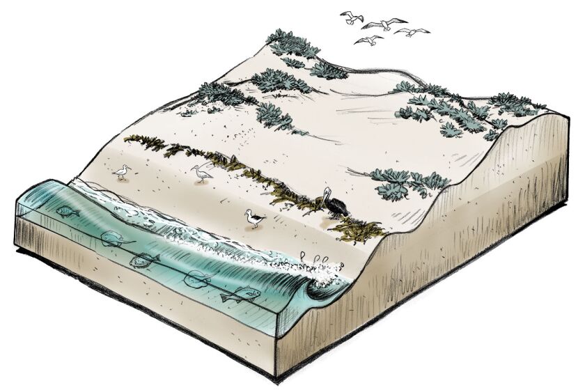 An illustration of a pristine sand dune habitat.