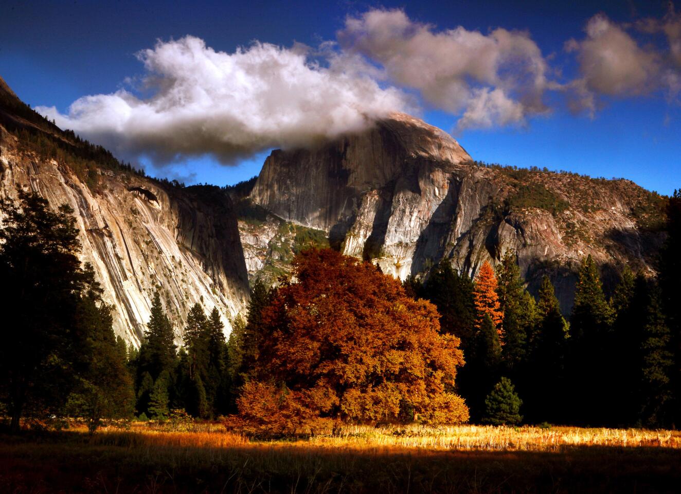 In Cook's Meadow, late-afternoon sunlight last year illuminates the fall colors of the giant elm tree, perhaps the best known in Yosemite National Park.