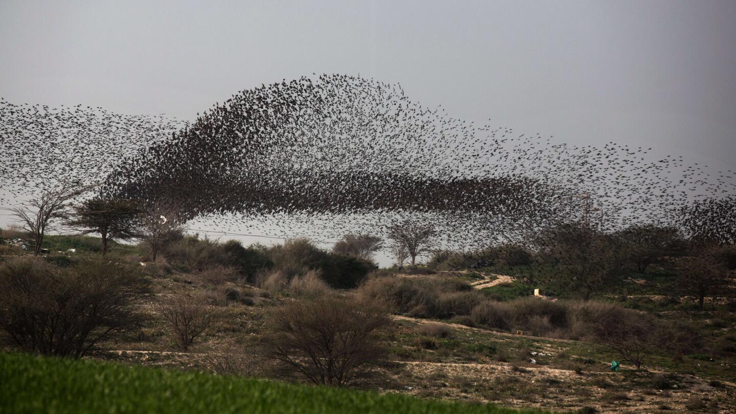 Starling murmuration