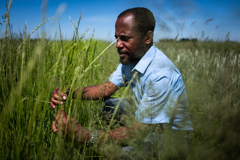 UC Davis researcher Gizaw Wolde inspects a test crop of the Ethiopian grain teff.