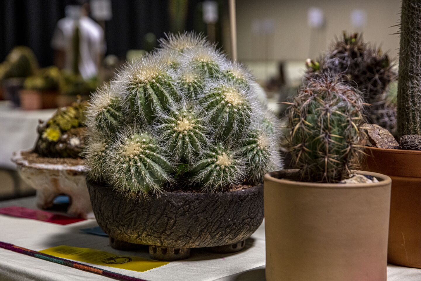 Peter Walkowiak's prickly bundle of Copiapoa krainziana was another top prize winner at the convention. Walkowiak's soil recipe is comprised of 20% compost, 20% decomposed granite and 60% wet perlite, so he always plants in damp soil.