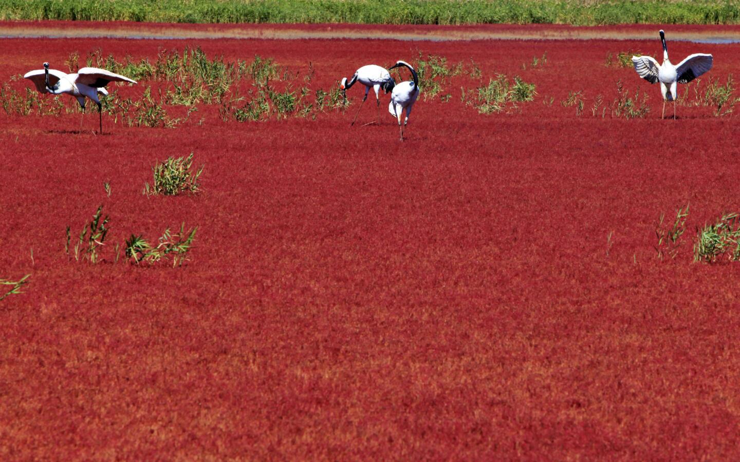 Papakolea Beach on Hawaii's Big Island get its green color from olivine minerals. Coral tints Pink Sands Beach in the Bahamas. At Red Beach in Panjin, a city about 300 miles northeast of Beijing, it's seaweed. The wetland is home to a unique variety of alkali-tolerant seaweed that changes from green to red in the fall. More photos...