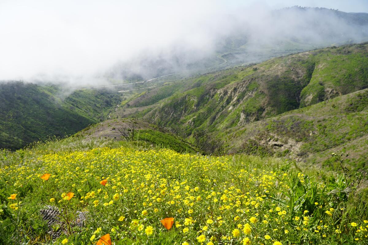 Aliso Summit superbloom trail.