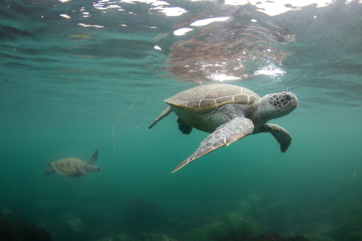 An East Pacific green sea turtle swims off La Jolla Shores.