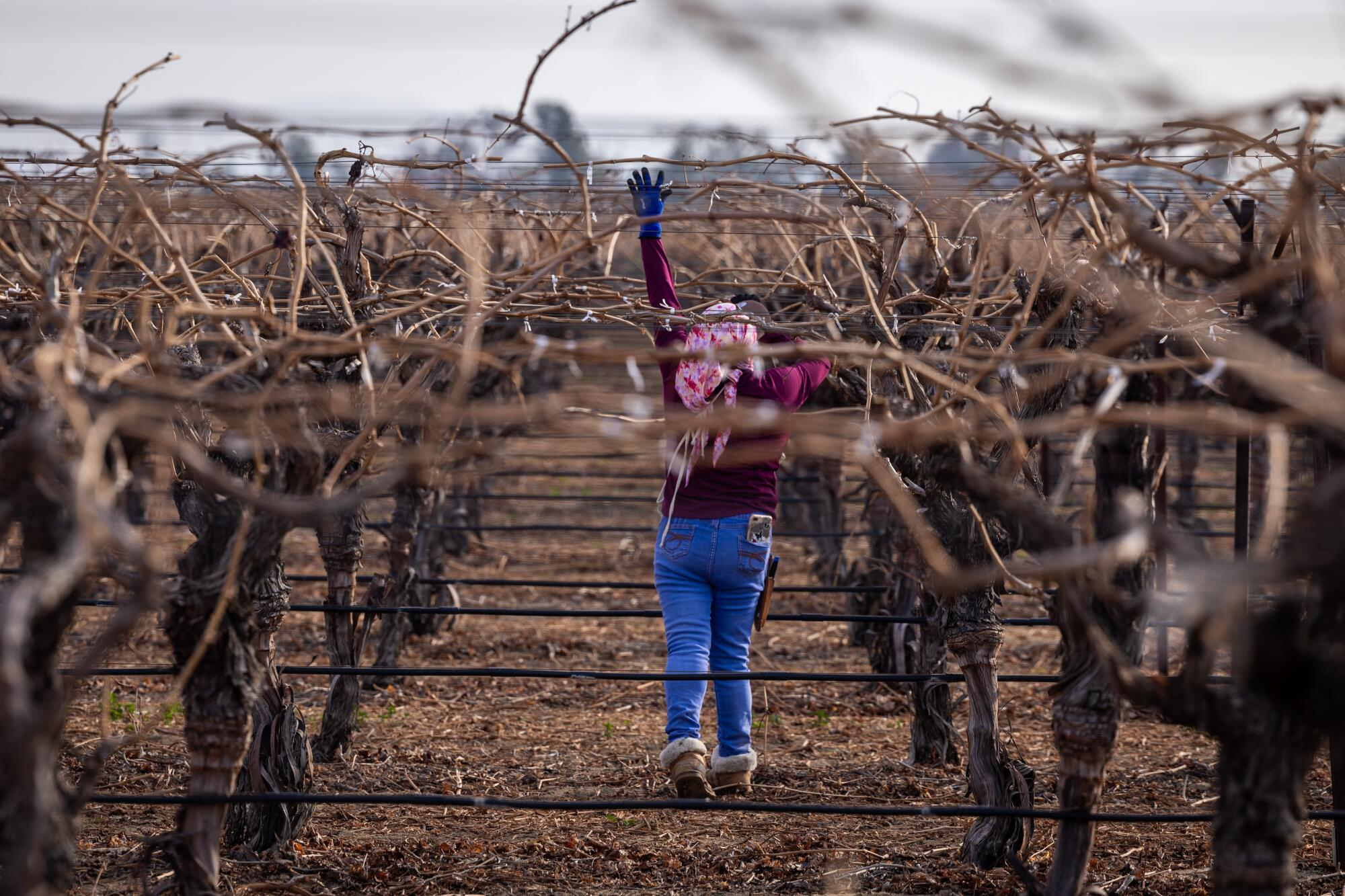 Farm workers tend to be grapes from vineyards.