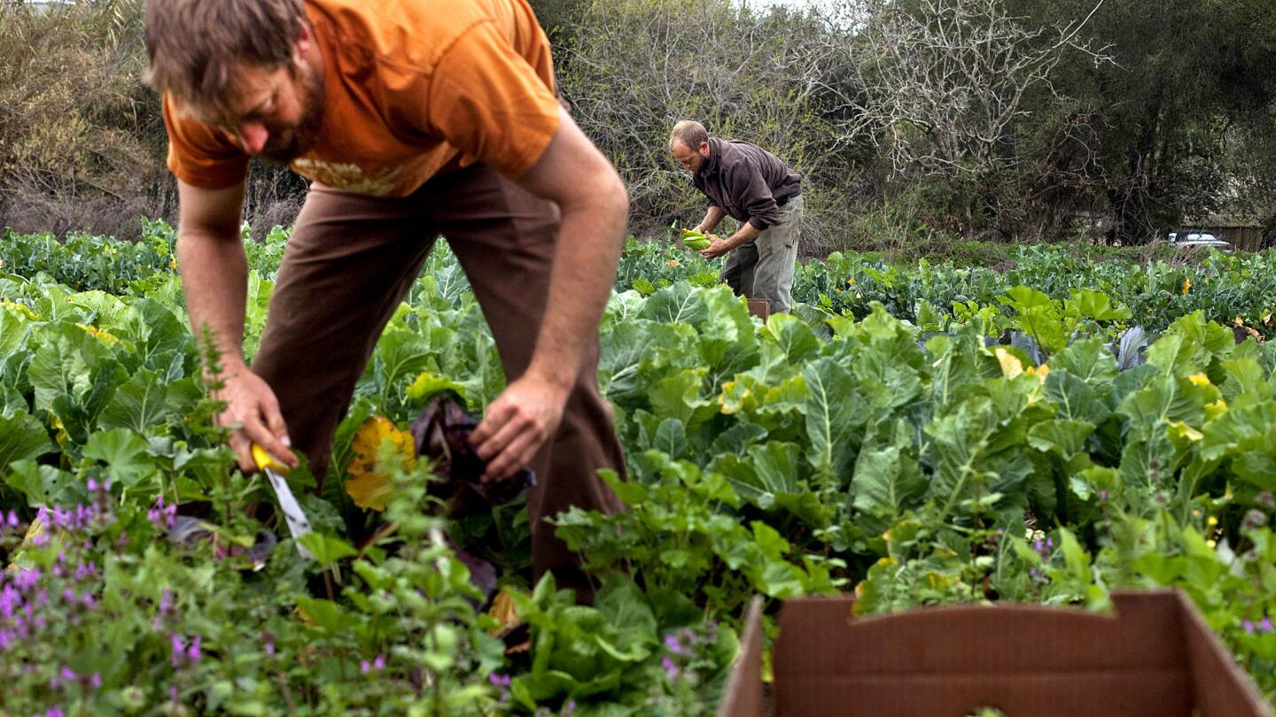 Young organic farmers