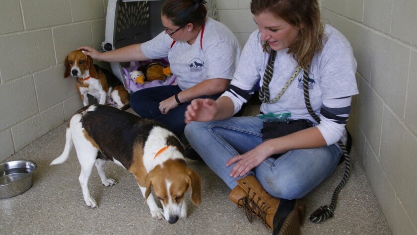 At the Rancho Coastal Humane Society in Encinitas, Andrea Brangwynne, left, works with a frightened female adult Beagle and Samantha Hogan works with another adult Beagle. Both dogs are believed to have been used in the breeding of puppies in a puppy mill operation.