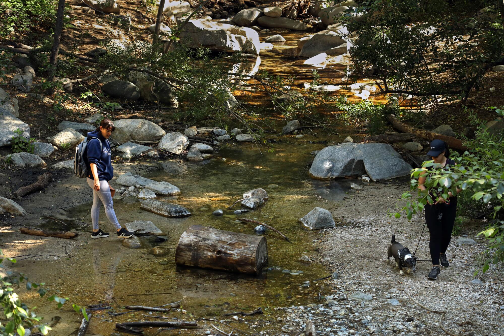 The extremely low water level of the Arroyo Seco will make survival for any fish difficult.