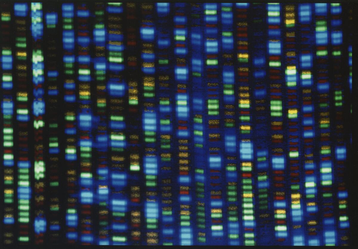 Output from a DNA sequencer at the National Human Genome Research Institute. 
