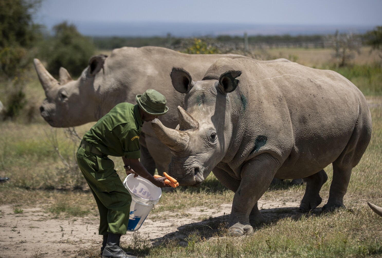 Virus stalls work to keep alive a rare rhino subspecies - The San Diego  Union-Tribune