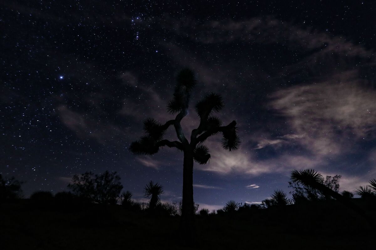Stars visible in the night sky over Joshua Tree National Park.