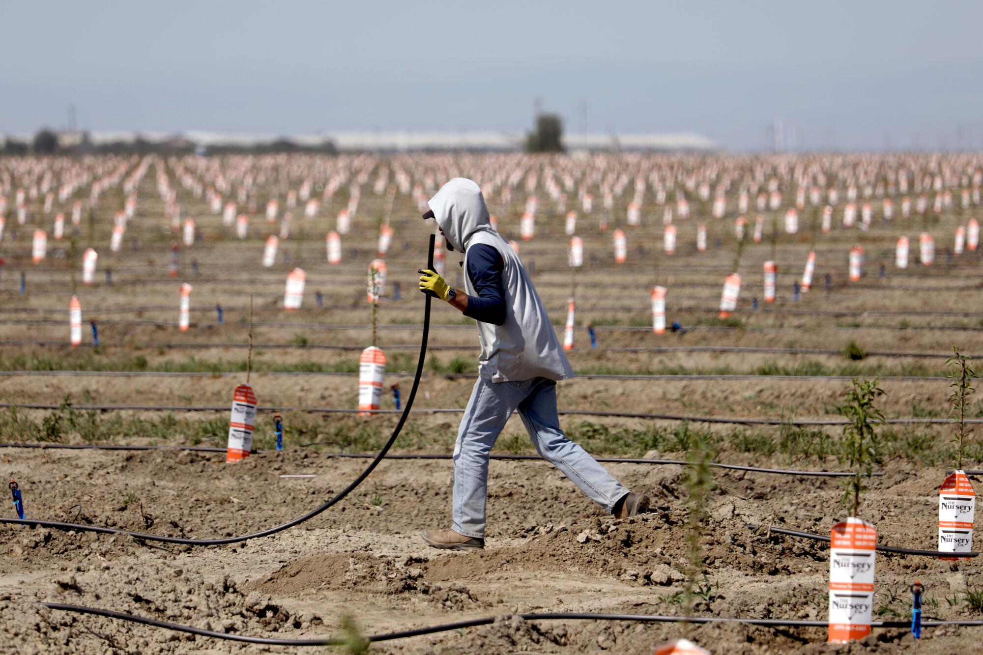 A worker sets up irrigation lines to water a newly planted almond orchard near Tulare in 2021.
