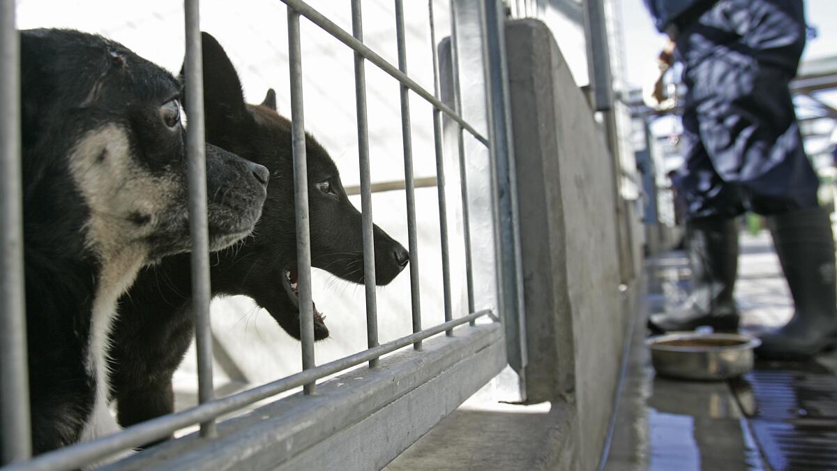 Animal rescue sues to reopen L.A. shelters closed during pandemic - Los  Angeles Times