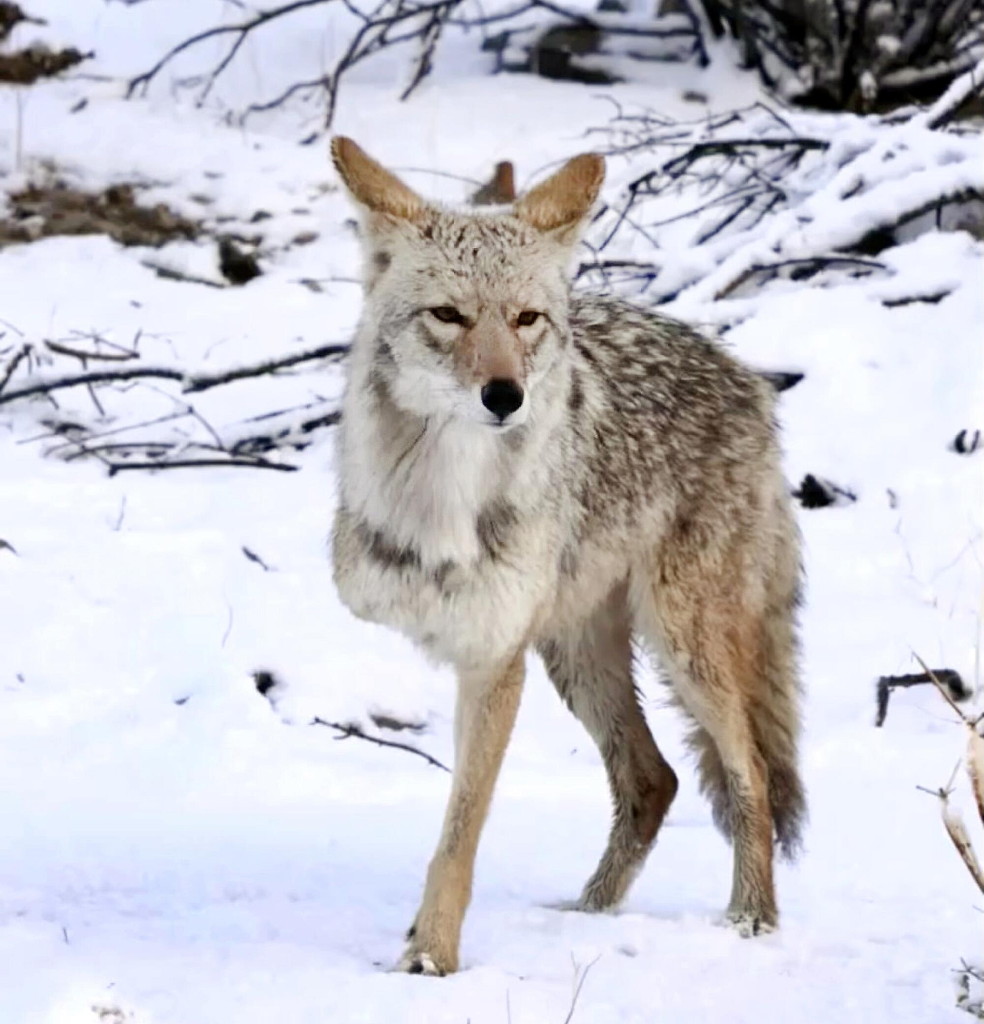 A coyote missing its right foreleg stands on snow.