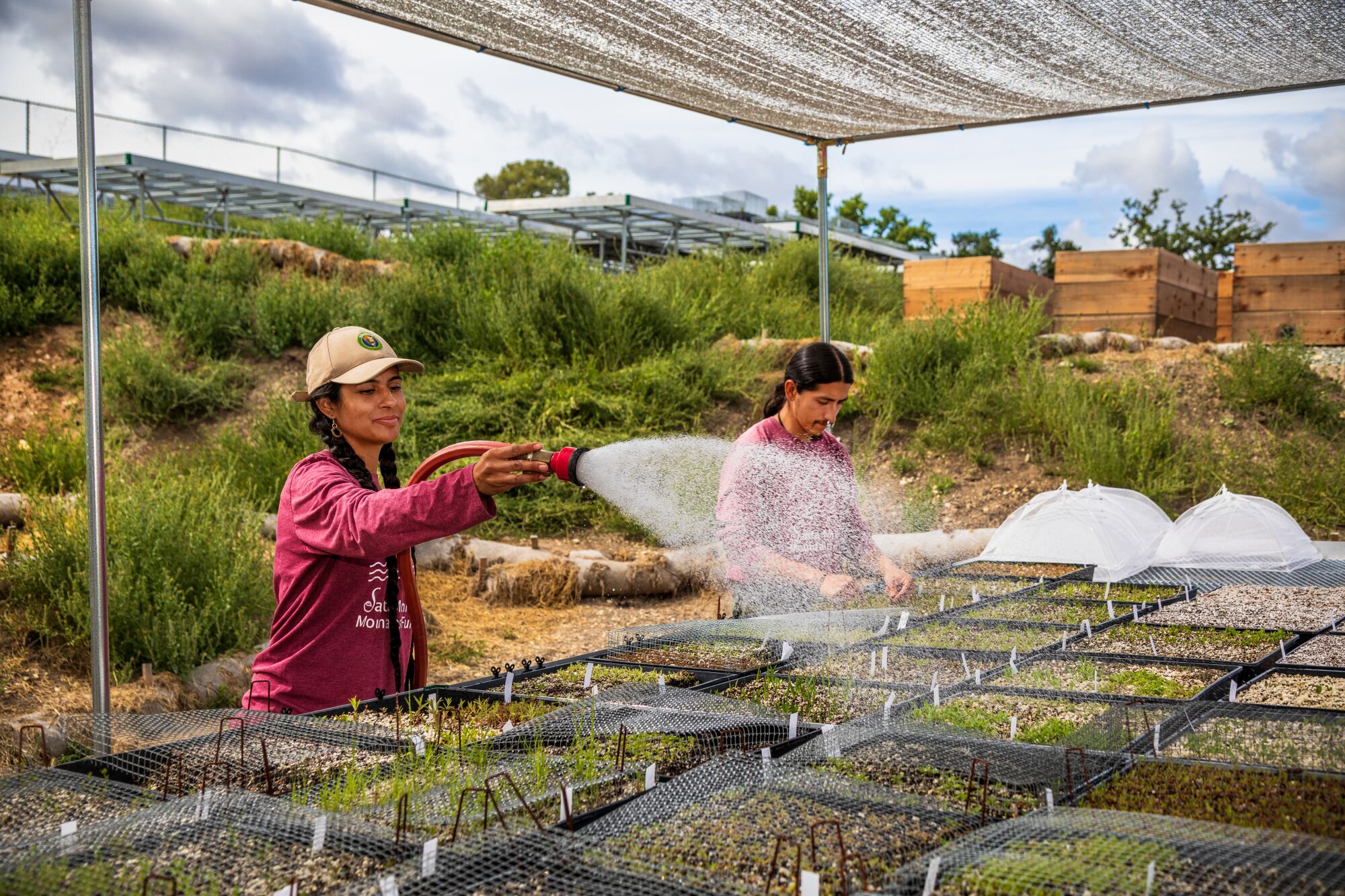Building a wildlife crossing in L.A. starts with a native plant nursery