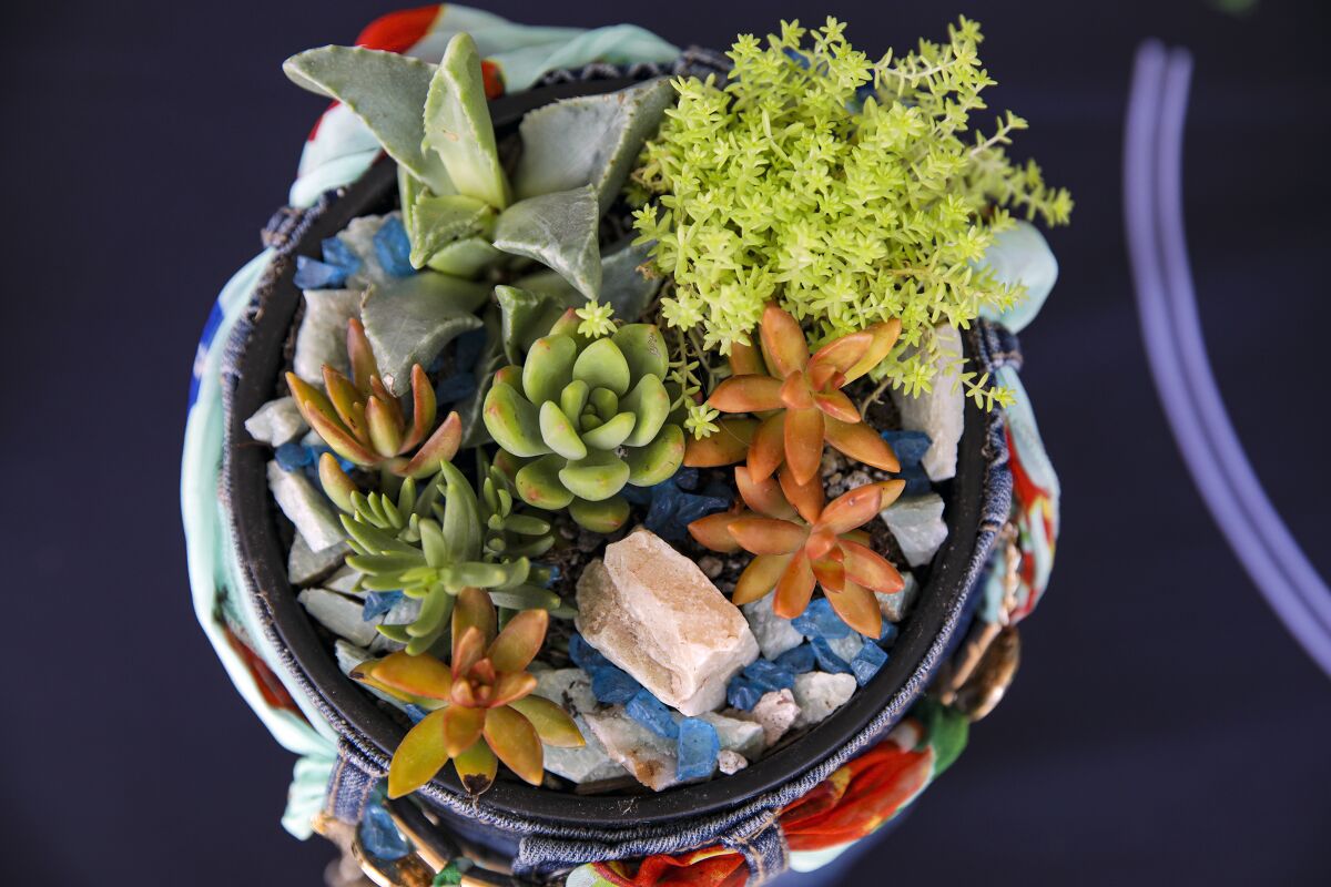 A green and orange succulent arrangement in a denim-wrapped pot surrounded by shiny blue rocks.