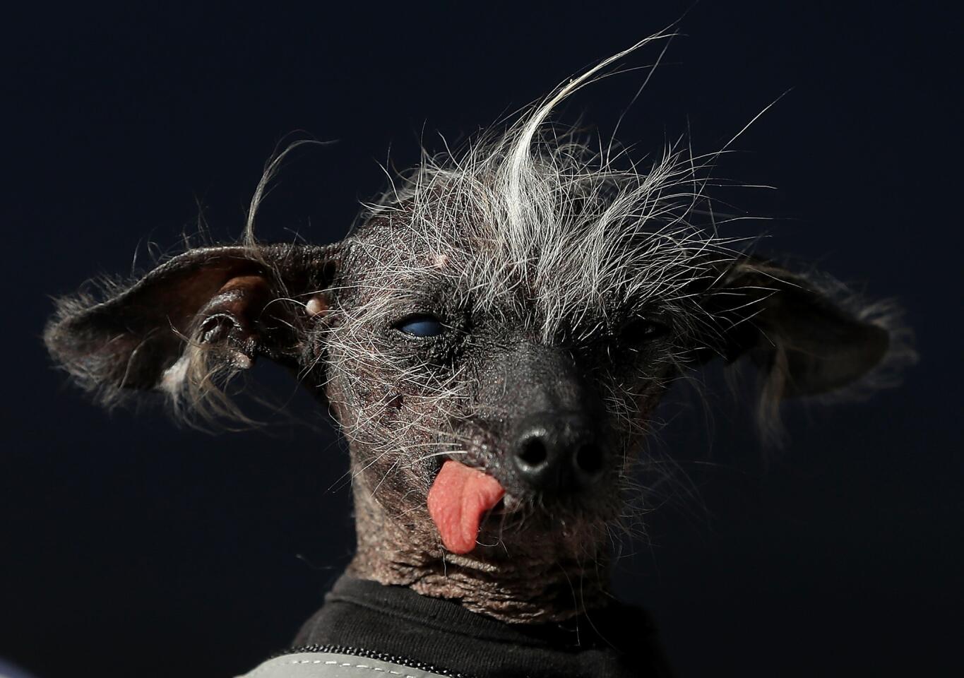 Third place in World's Ugliest Dog contest