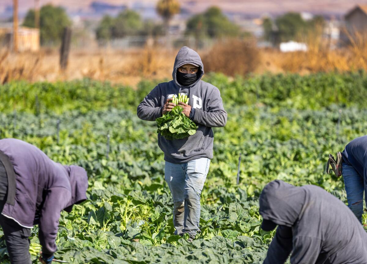 Farm worker picks leafy greens in the field in San Jacinto in November 2024.