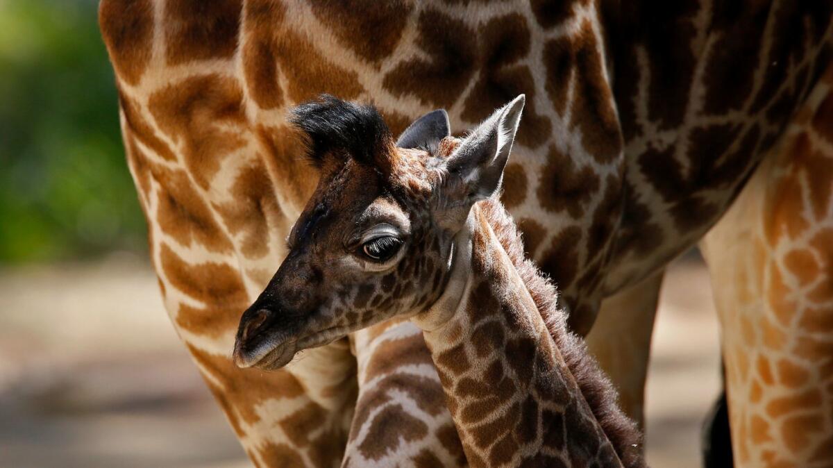 A giraffe calf named Sofie meets the public for the first time at the Los Angeles Zoo in 2013. She was the first calf for the zoo's female Masai giraffe, Hafina.