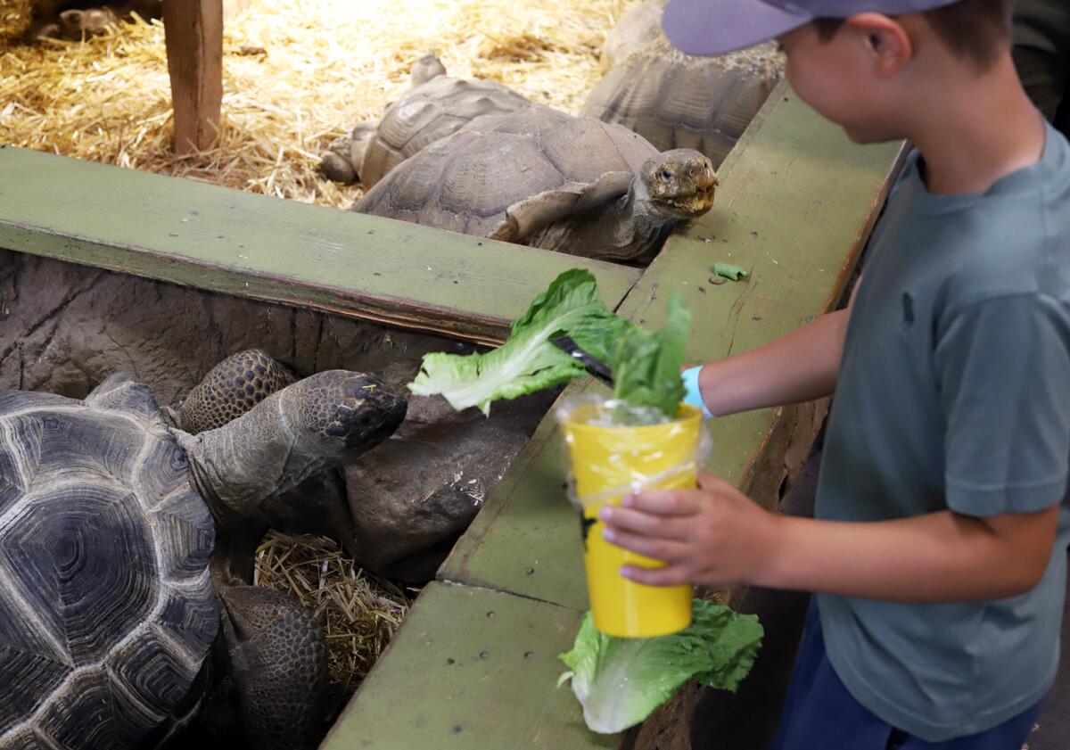 Mason Oh, 7, of Irvine, feeds a tortoise at the Reptile Zoo in Fountain Valley on Monday.