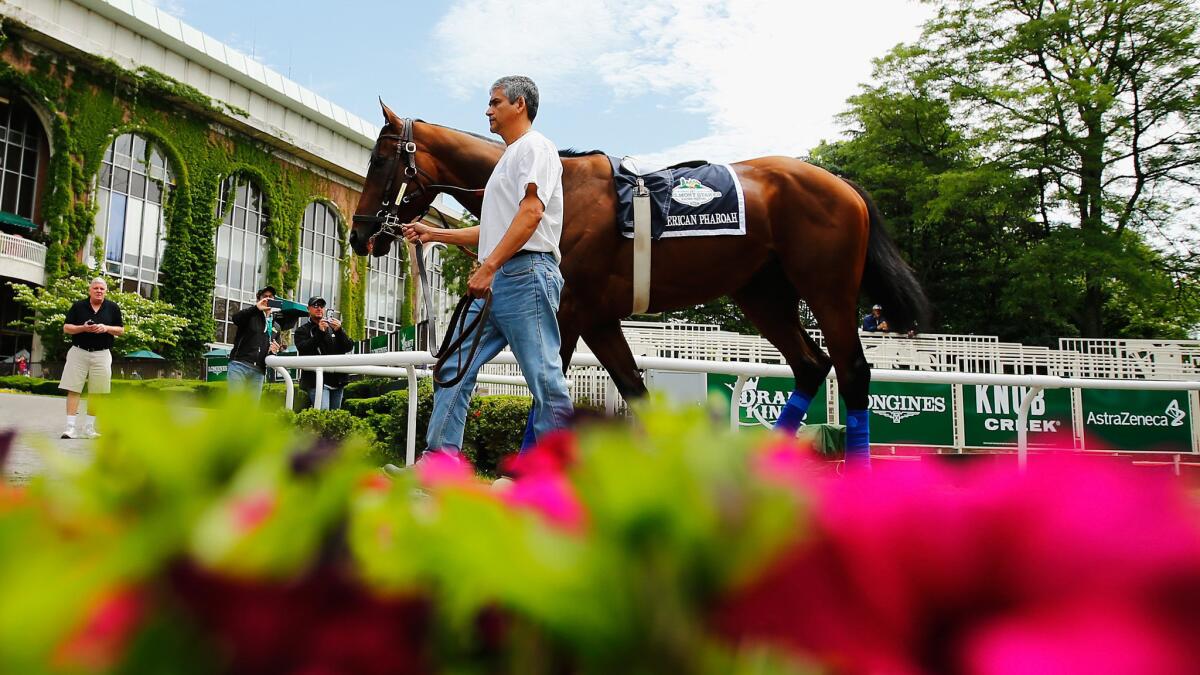 American Pharoah is led through the paddock at Belmont Park on Thursday.