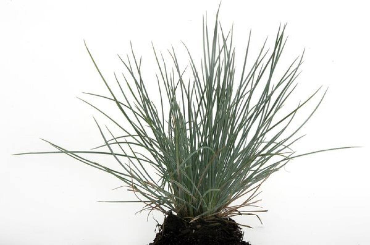 A tuft of Elijah Blue fescue, fresh from the nursery flat, awaits planting. Though the ornamental grass often gets planted en masse as a low-water alternative to turn, the plant isn't always happy in all locations.