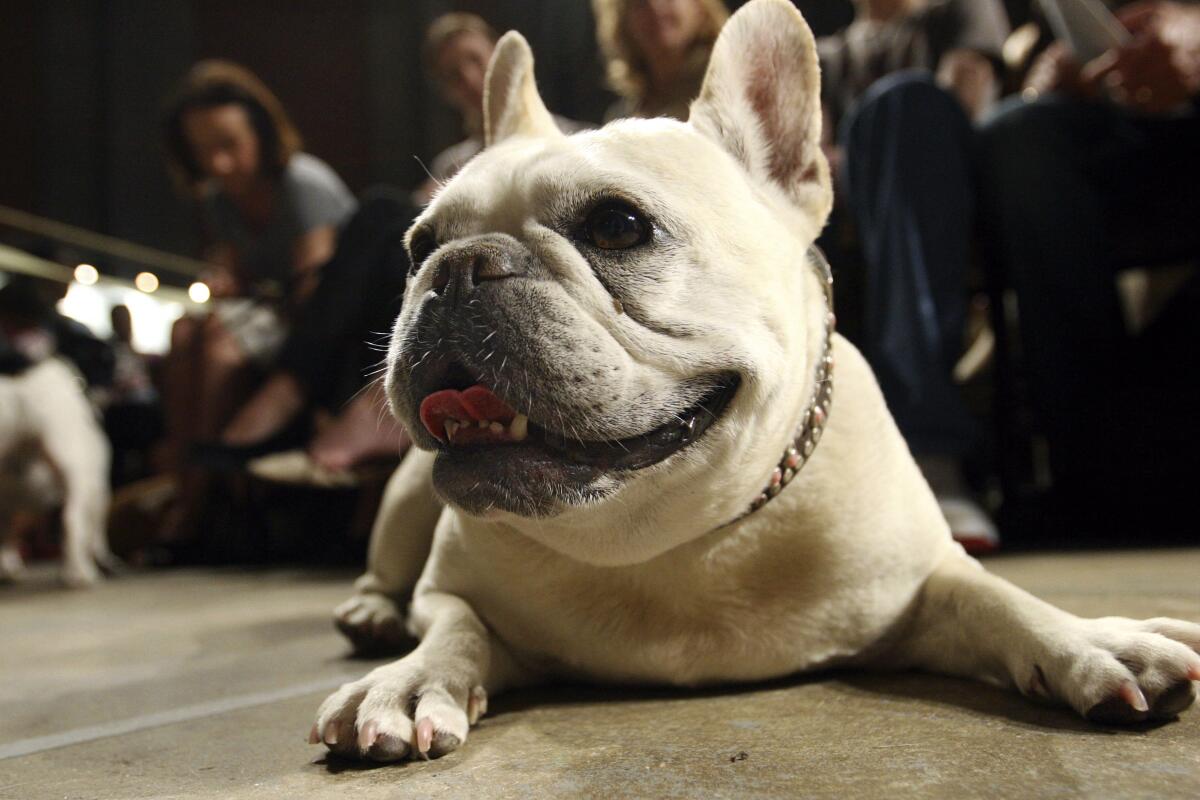Es El bulldog francés la 2da raza más popular en EU - Los Angeles Times