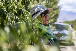 THERMAL, CA - AUGUST 11, 2023: With the temperature well over 100 degrees, farmworker Maria Chavez, 63, cools of in a spot of shade while working in the peach orchards on August 11, 2023 in Thermal, California. (Gina Ferazzi / Los Angeles Times)