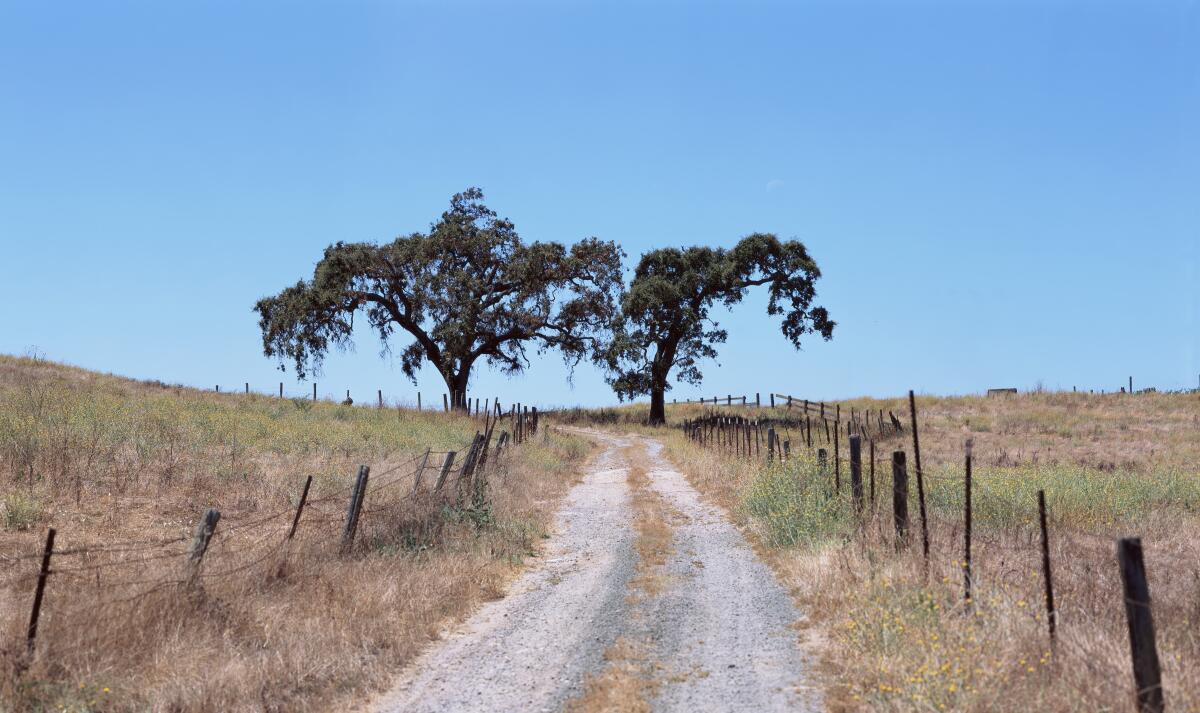 A photo of two trees framing a dirt lane amid an open field.