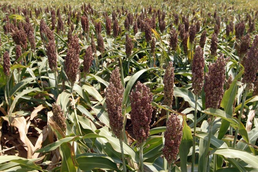 China has agreed in trade talks to buy more U.S. farm products, such as sorghum, shown here at a farm in Waukomis, Okla., in 2012.