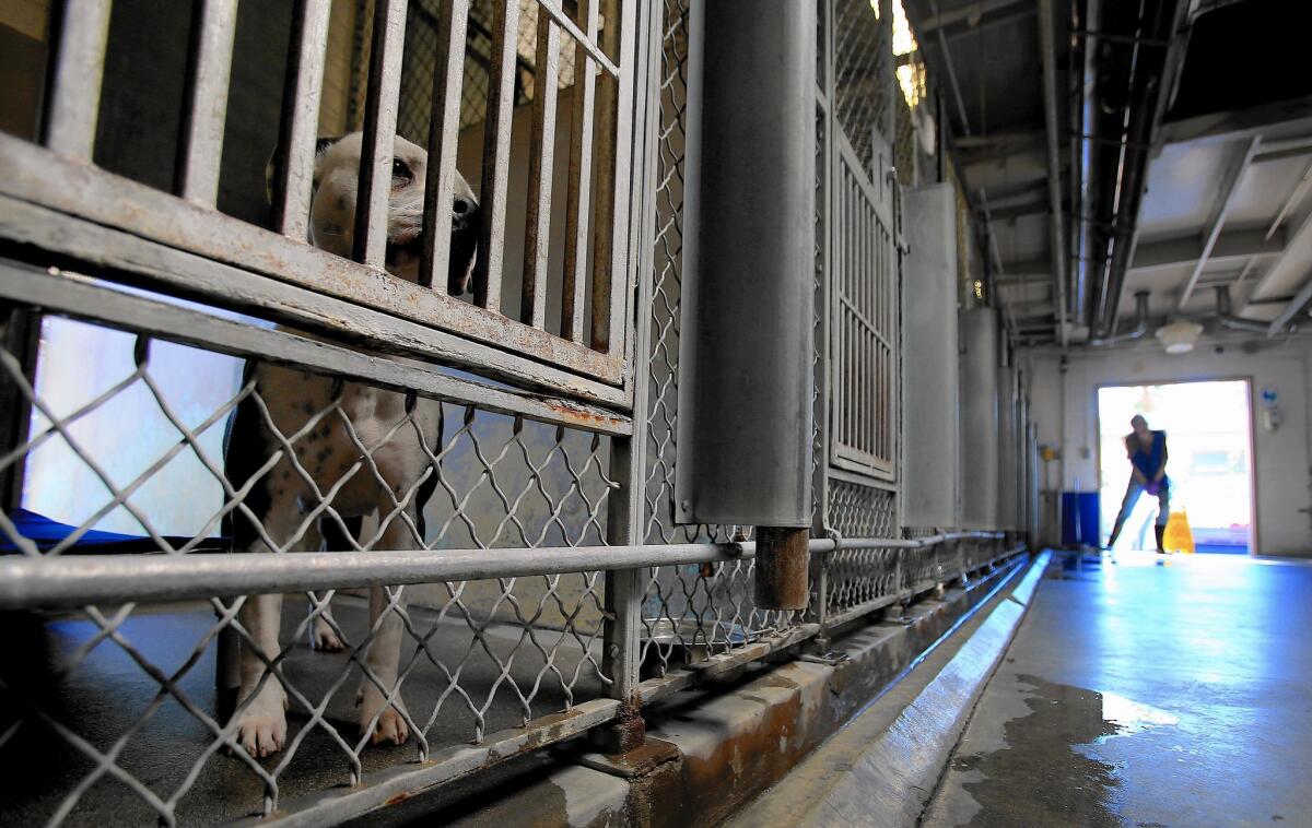 A dog peers out from a pen at an L.A. County animal shelter in Baldwin Park. The number of dogs and cats euthanized in Los Angeles shelters has dropped significantly since the city’s “No Kill” campaign began.