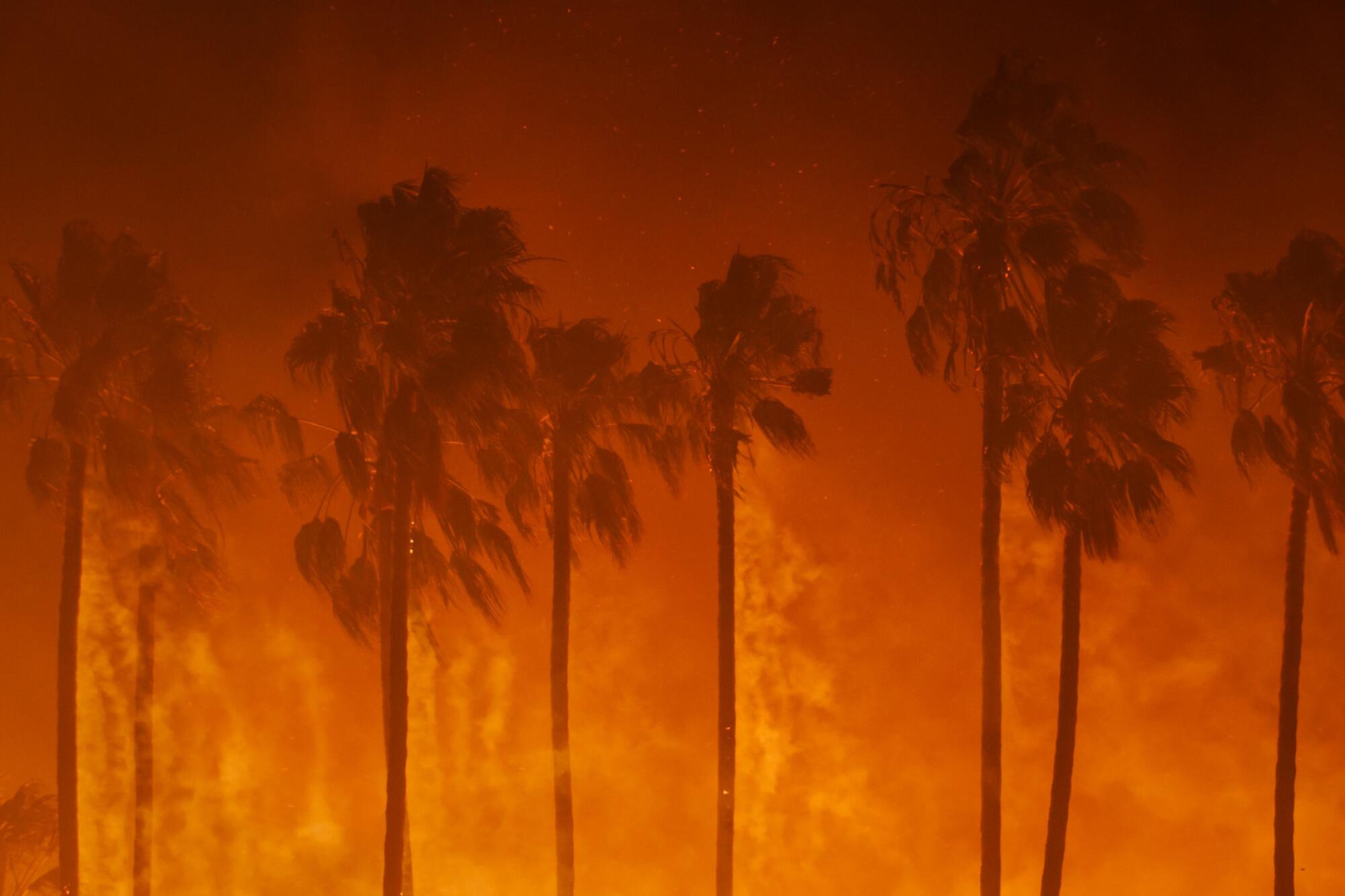 Smoke blows out of the burning palm trees as a 2017 brush fire threaten homes in Ventura, Calif.