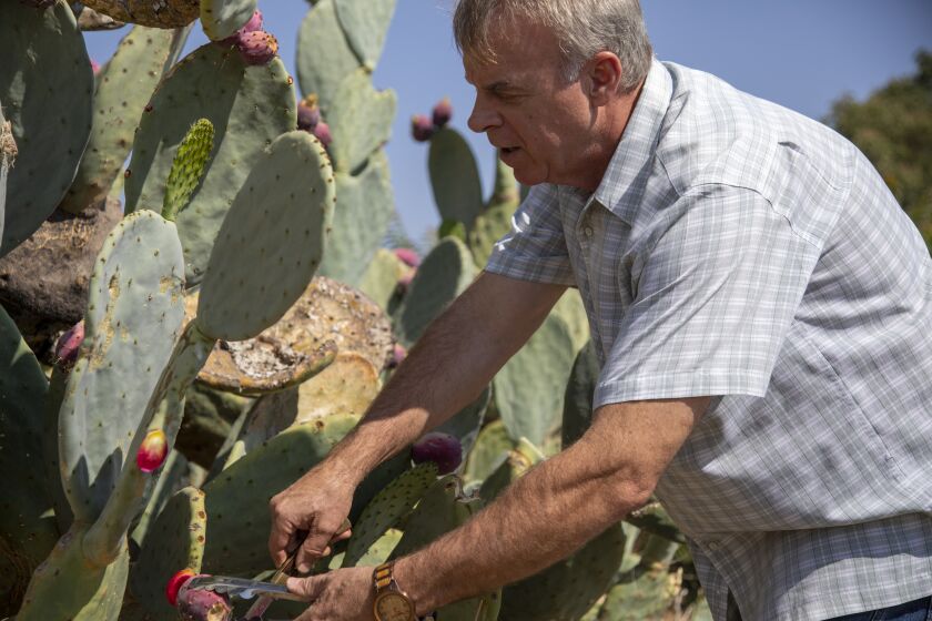 Atascadero, CA - August 30: Chef Eric Olson conducts a tour of his Central Coast Distillery and foraging for resources on Monday, Aug. 30, 2021 in Atascadero, CA. Eric cutting a prickly pear of a Nopal cactus across the road from the Mission San Miguel Arcangel, in San Miguel. He will later use it to prepare a cocktail back at the distillery. (Ricardo DeAratanha / Los Angeles Times)