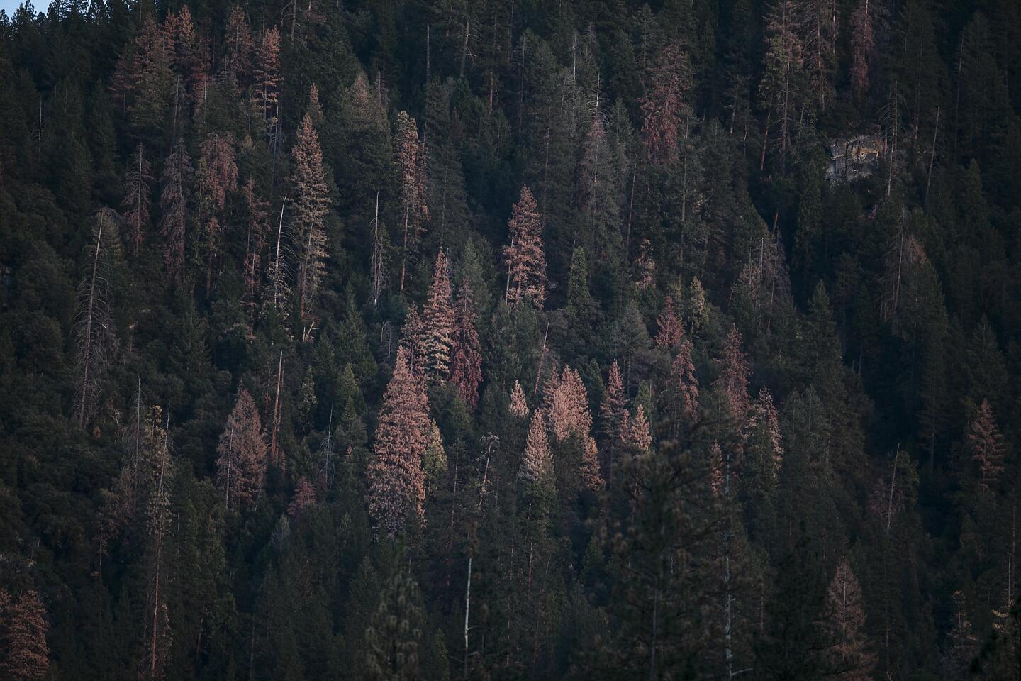 Dead and dying trees turn to brown amid healthier green trees in El Portal on the banks of the Merced River, a few miles south of Yosemite.