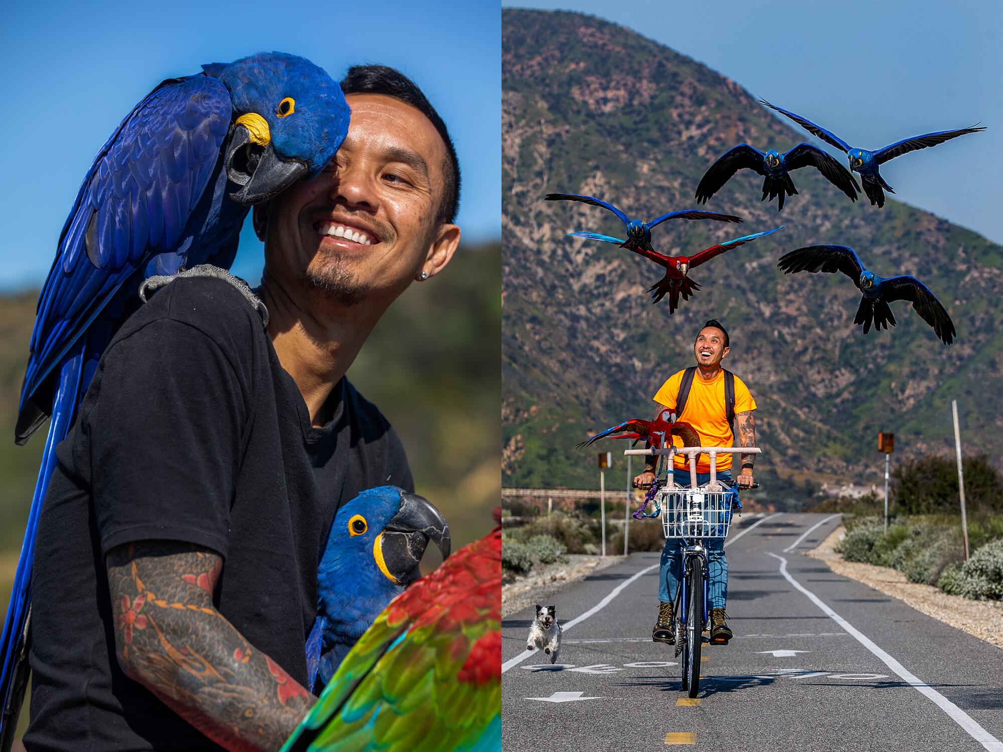 A man holding colorful macaws, left, and riding a bike with a Jack Russell terrier running alongside.