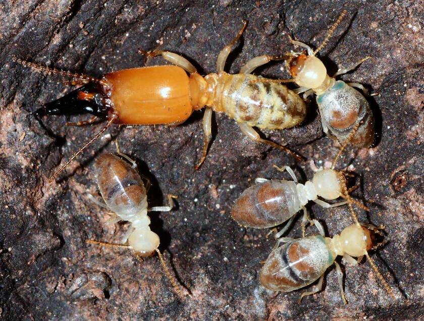 A large Neocapritermes taracua soldier termite with four worker termites—two of which are blue workers, identified by the blue spots between the thorax and abdomen.