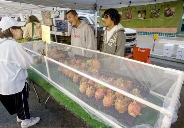 Pedro Gallardo's stand sells pitahayas (dragon fruit), spineless cactus pears grown in De Luz (Fallbrook), at the Santa Monica Saturday farmers market.