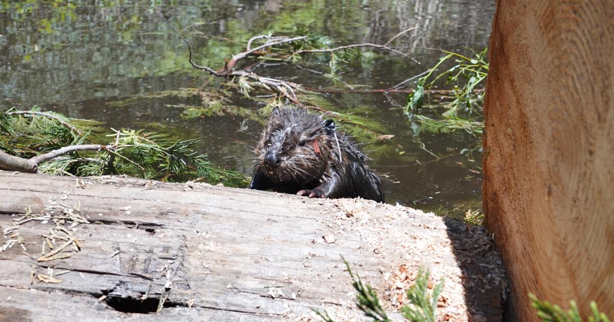 California tribe welcomes beavers back to Tule River after 100 years