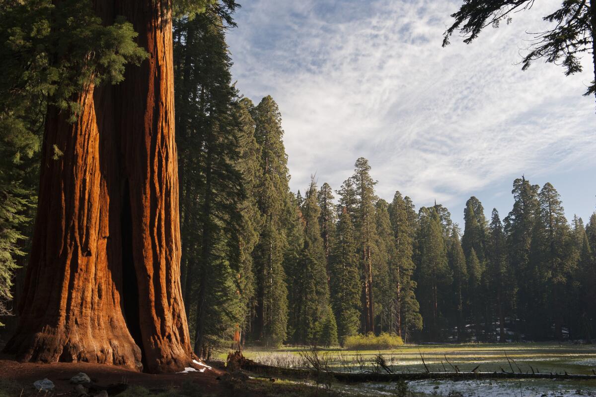 Giant sequoia trees in Sequoia National Park.