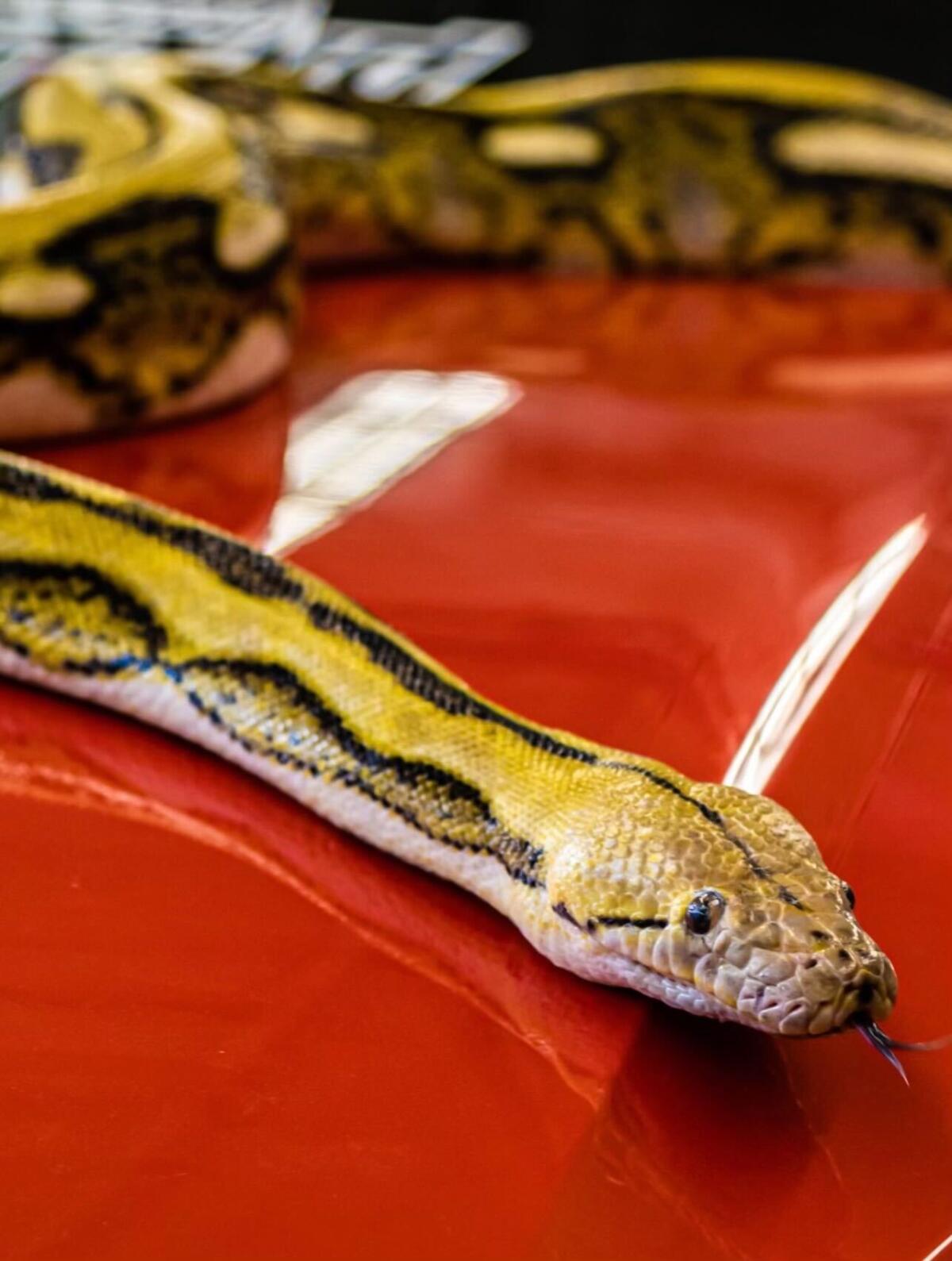 A python lies on a red surface