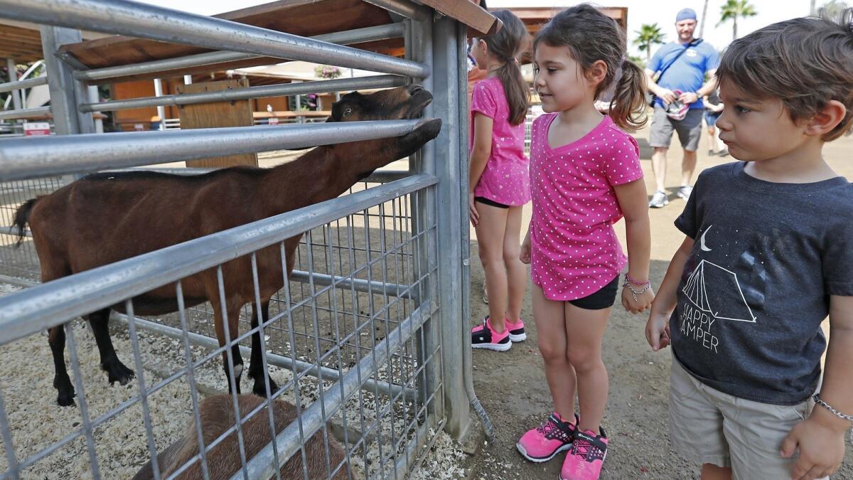 Sabrina Simoes, 5, and her brother Clark, 3, visit with a goat Friday at the OC Fair & Event Center in Costa Mesa. Sabrina, who is recovering after a bout with leukemia, had her wish for an outdoor adventure with animals granted by the Orange County Fair and Make-A-Wish.