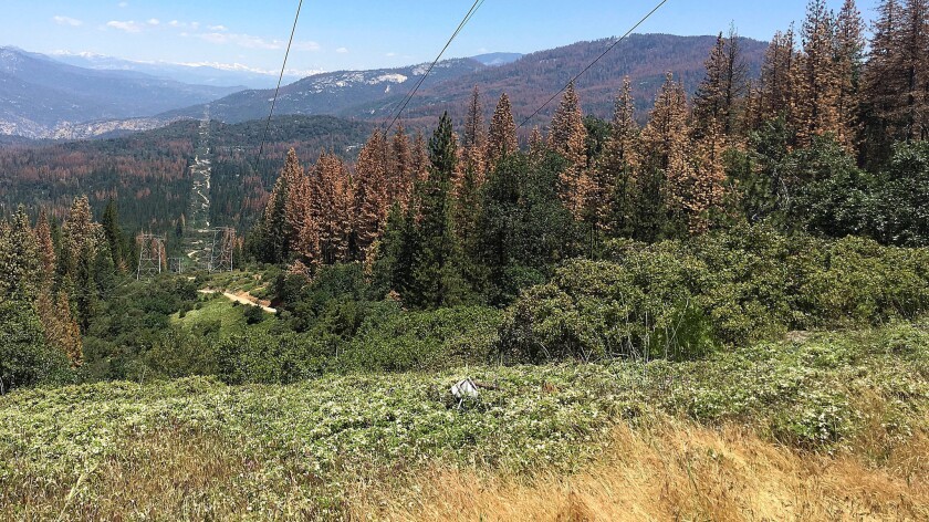 Patches of dead and dying trees are seen near Cressman, Calif. on June 6. The U.S. Forest Service has announced that the number of trees in California's Sierra Nevada forests killed by drought and a beetle epidemic has dramatically increased since last year.