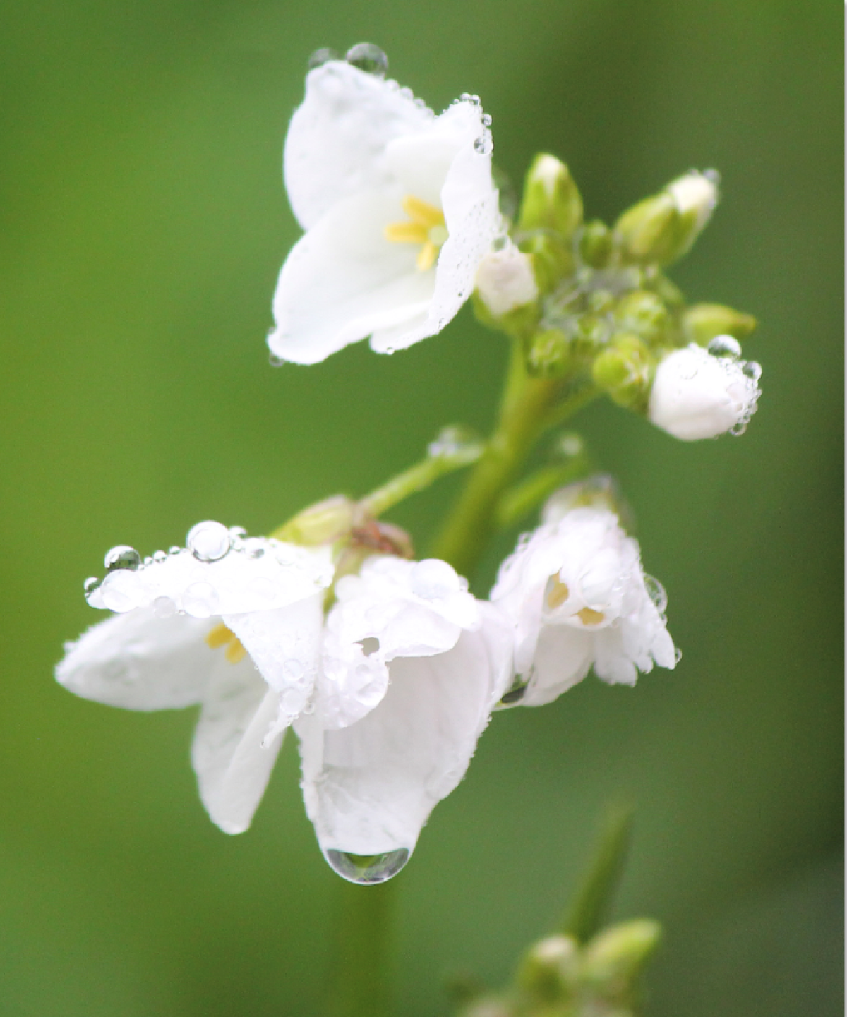 Best in Show: “Dewdrops” by Francis Bova