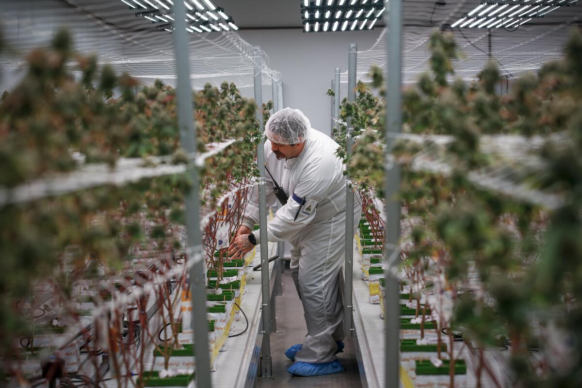 Christopher Brooks, a cultivation specialist at Vertical Cos., a large cannabis producer with headquarters in Agoura Hills, checks cannabis growth in one of its greenhouses in Needles. Cannabis businesses in Costa Mesa, where marijuana product research, distribution, manufacturing and testing is legal, scored a win Tuesday night when the City Council voted to cut a 6% gross-receipts tax to 1%.