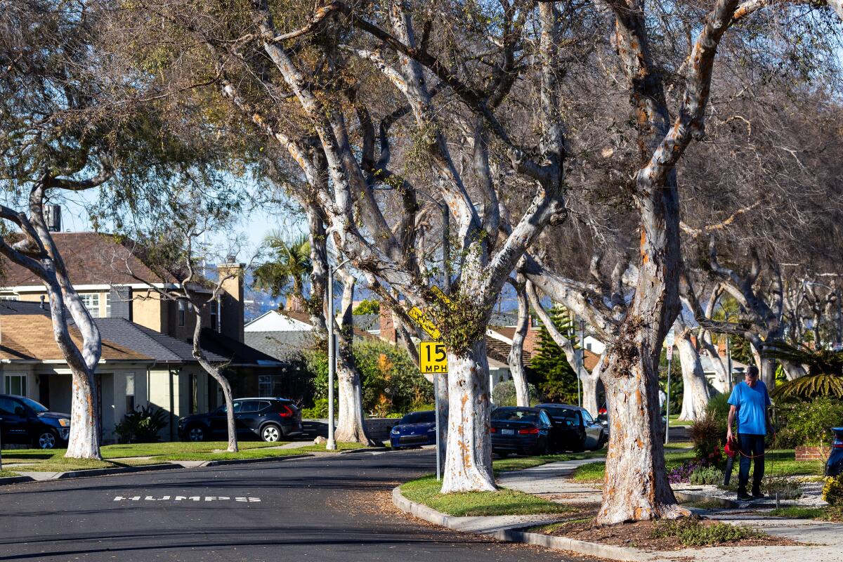 A man with an electric leaf blower tidies up his yard on tree-lined Grayburn Avenue