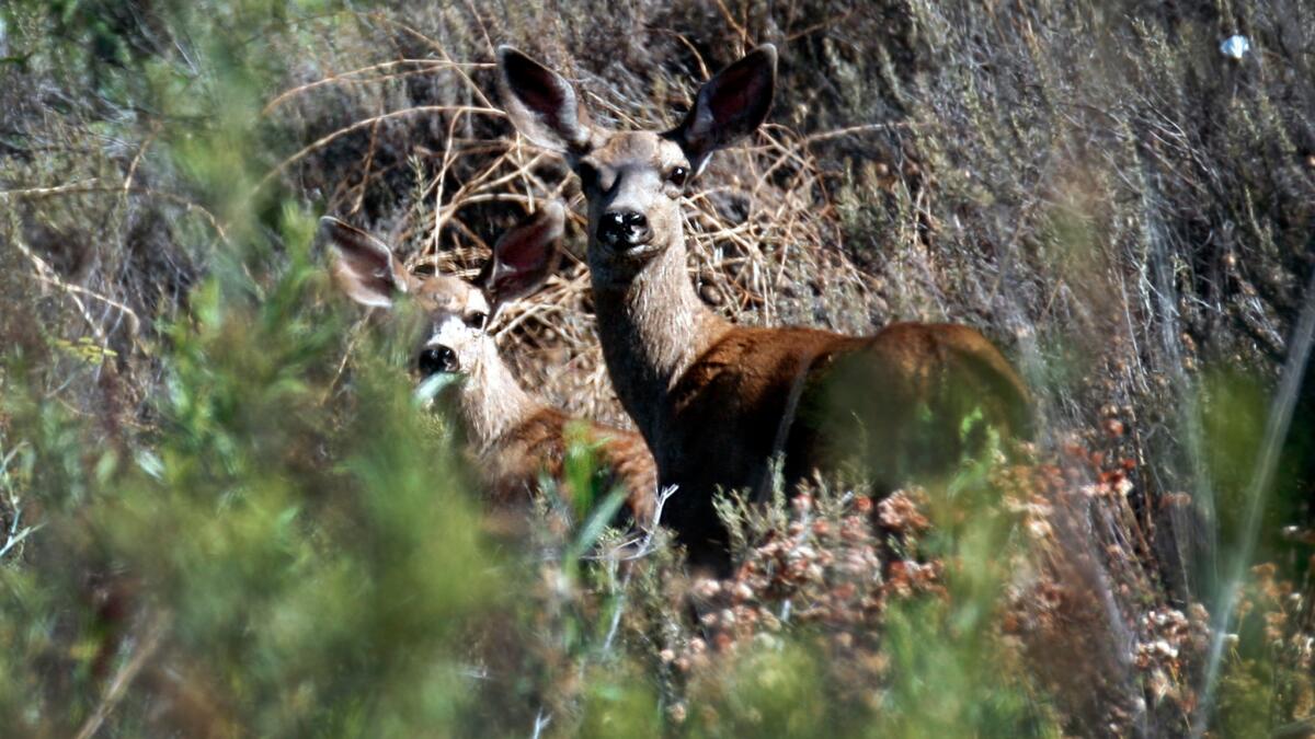 Mule deer are seen in Black Star Canyon in Orange County.